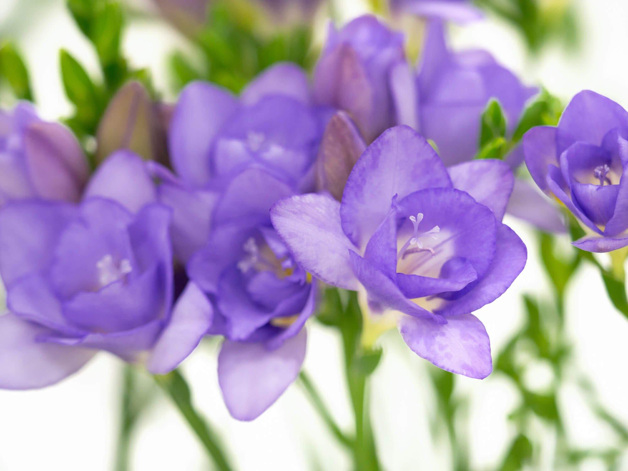 Freesia Flower Meaning and Facts Flying Flowers